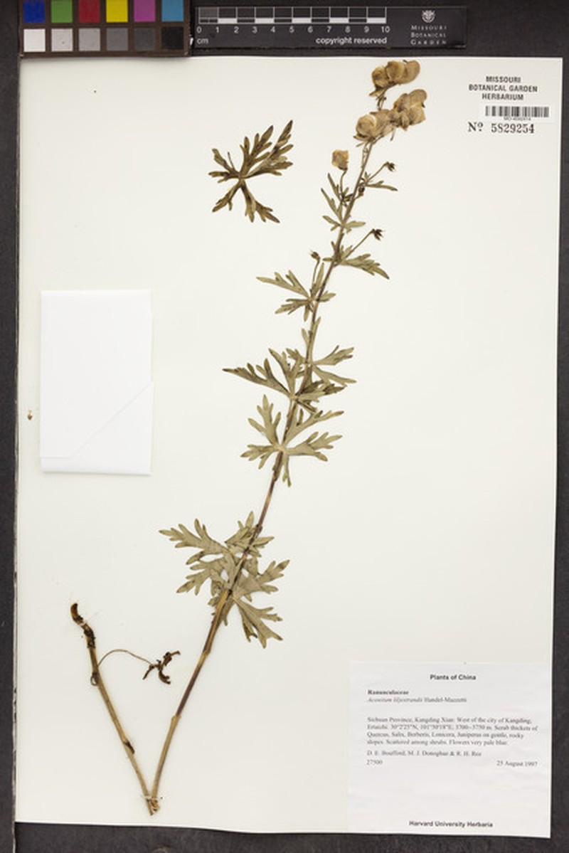 Aconitum liljestrandii
