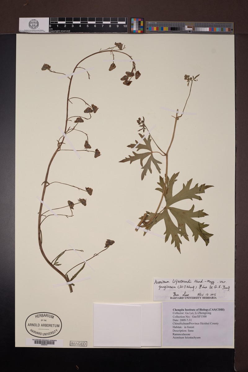 Aconitum liljestrandii photo 2
