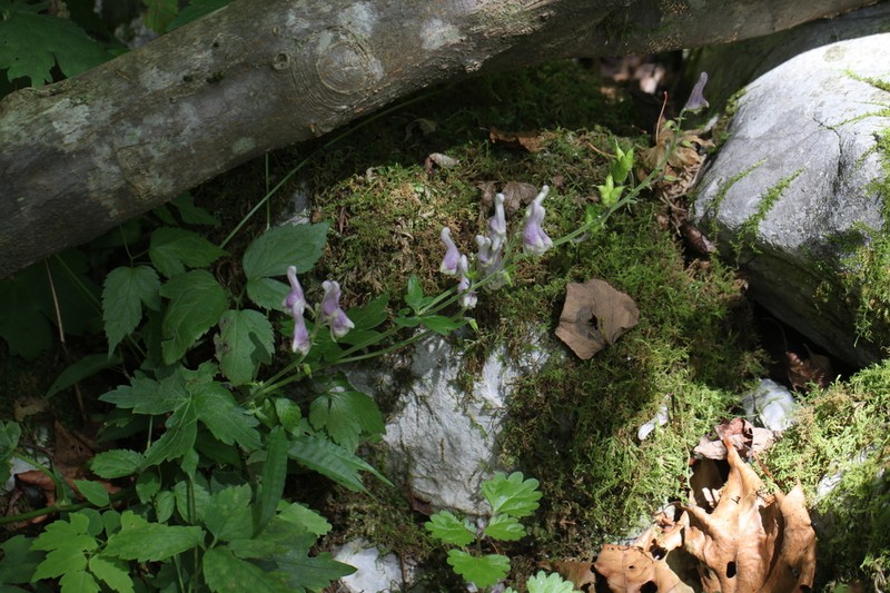 Aconitum loczyanum