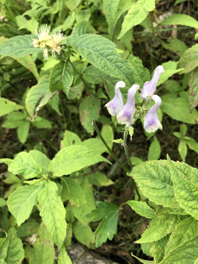 Aconitum loczyanum photo 3