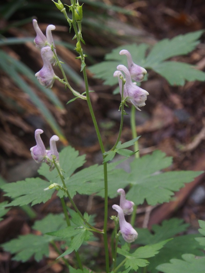 Aconitum loczyanum photo 5