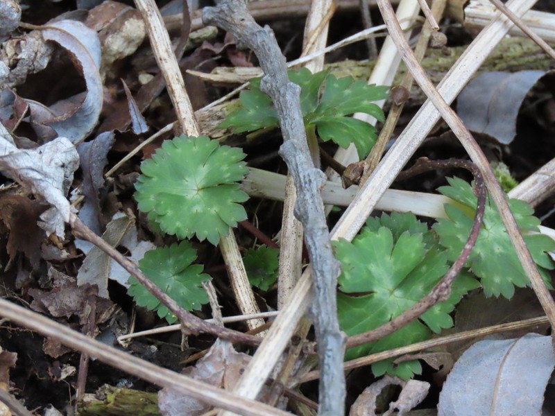 Aconitum longe-cassidatum