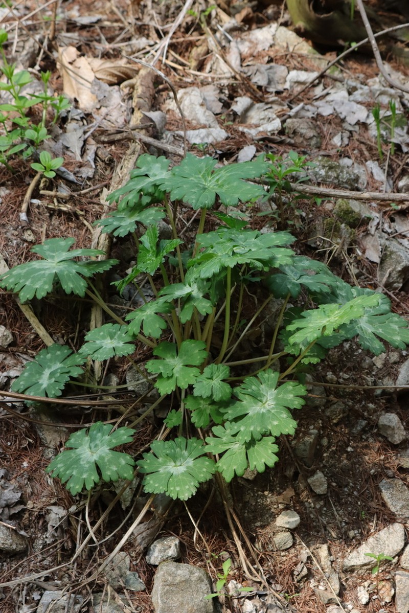Aconitum longe-cassidatum photo 2