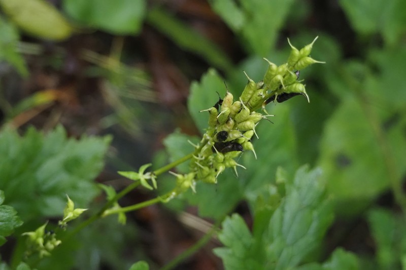 Aconitum longe-cassidatum photo 3