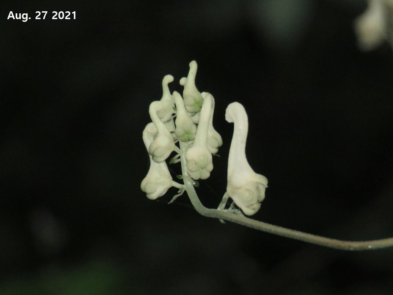 Aconitum longe-cassidatum photo 4