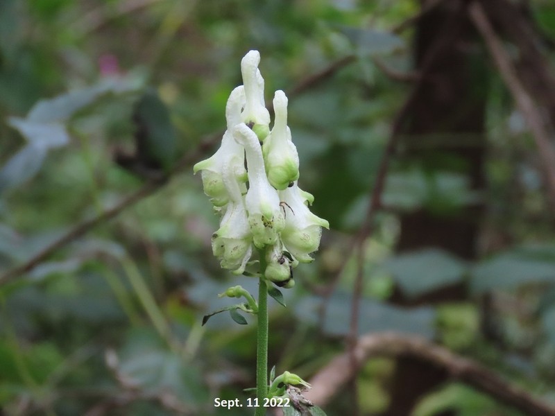 Aconitum longe-cassidatum photo 5