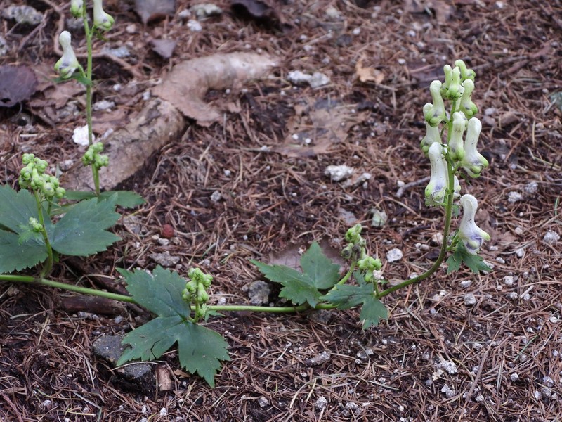 Aconitum longe-cassidatum photo 7