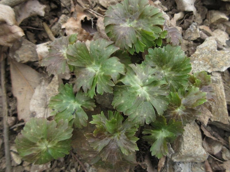 Aconitum longe-cassidatum photo 8