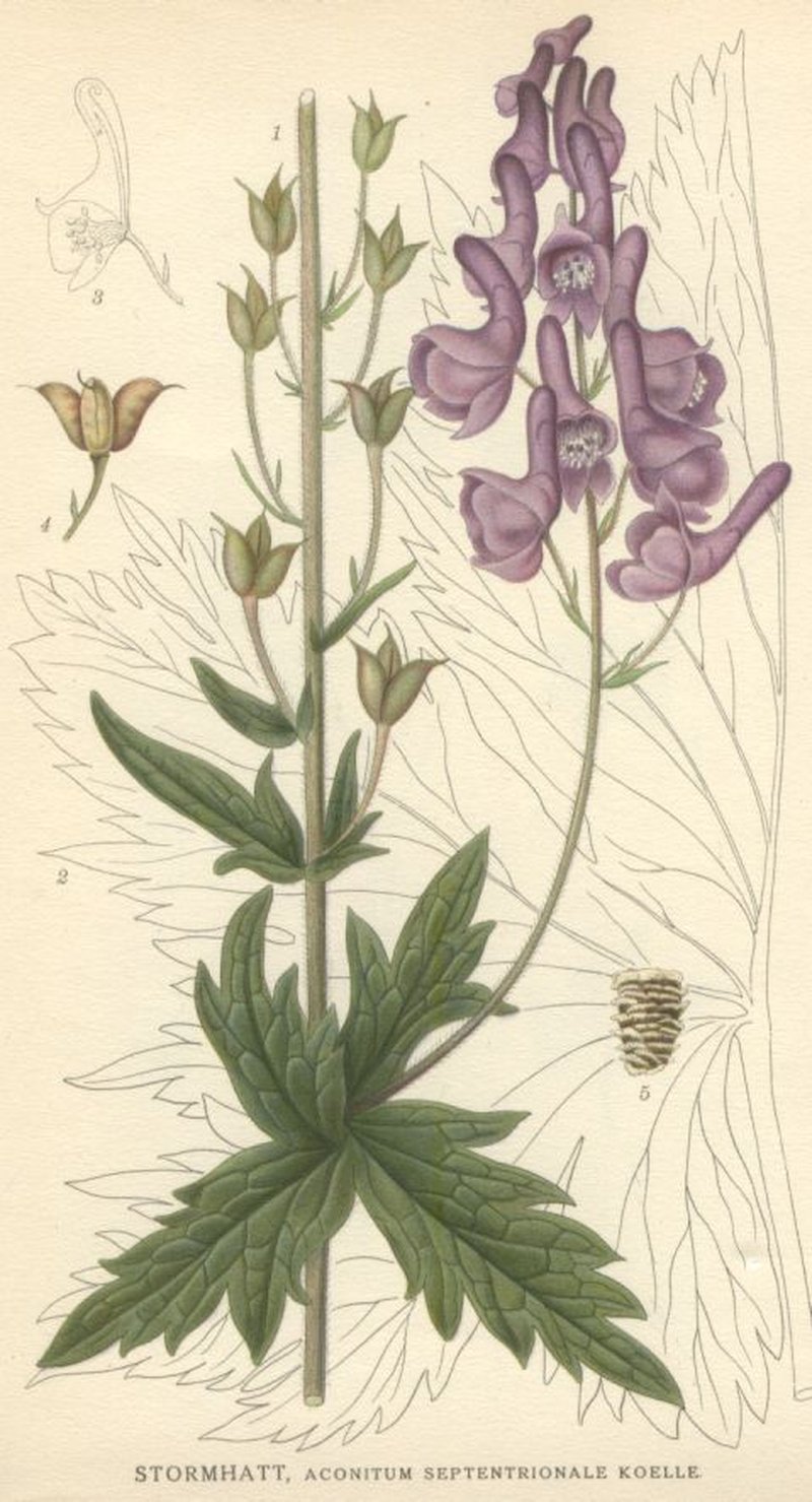 Monkshood