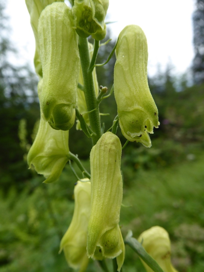 Monkshood photo 3