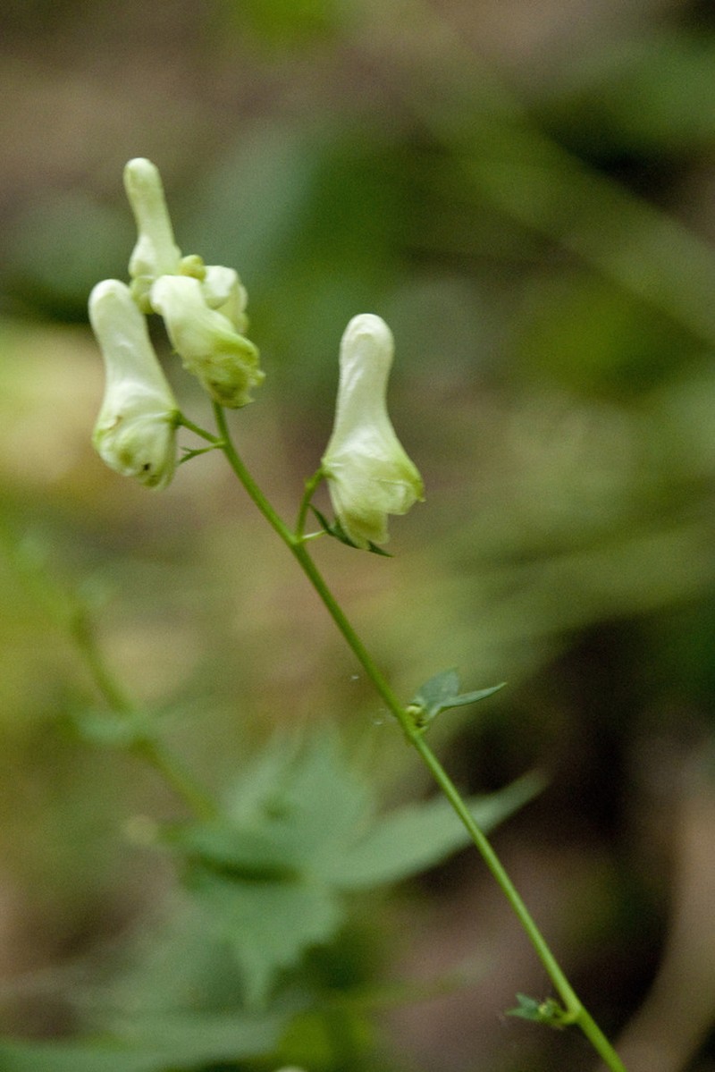 Monkshood photo 4
