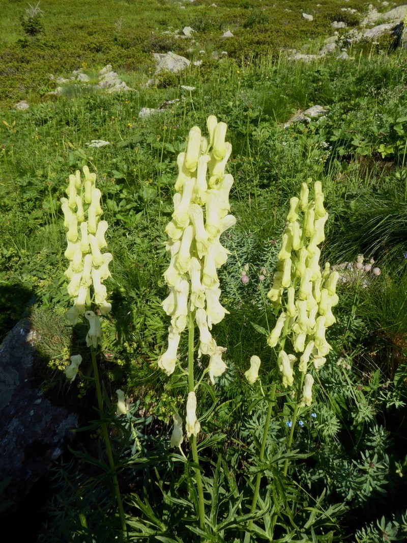 Monkshood photo 5
