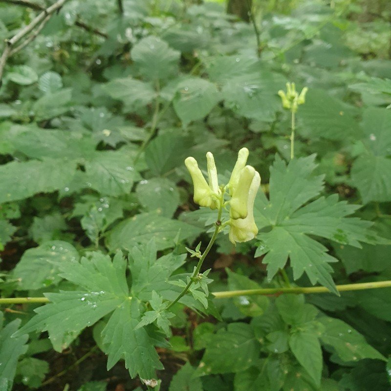 Monkshood photo 6
