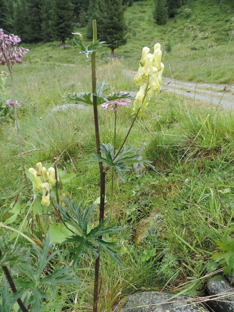 Monkshood photo 7