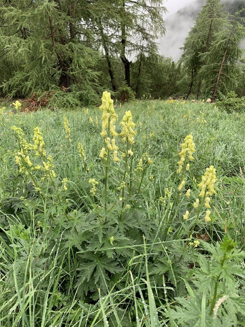 Monkshood photo 8