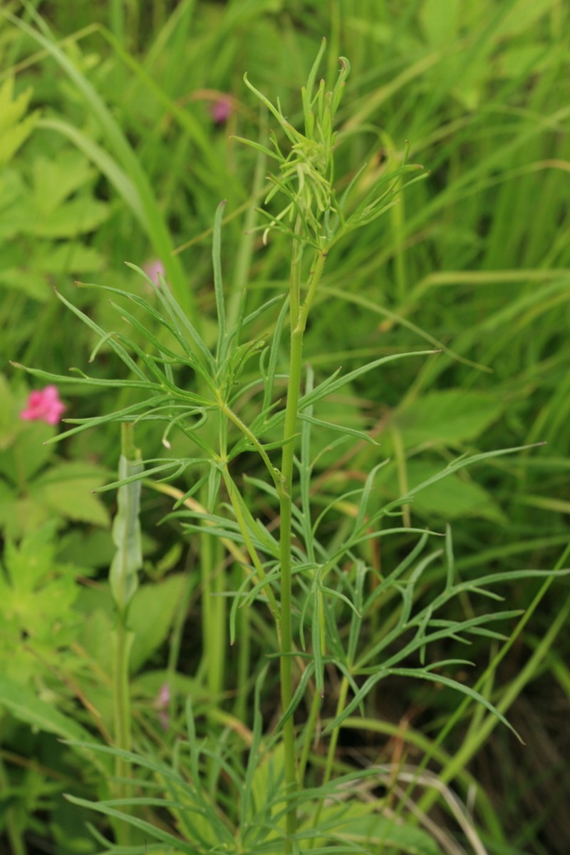 Aconitum macrorhynchum photo 2