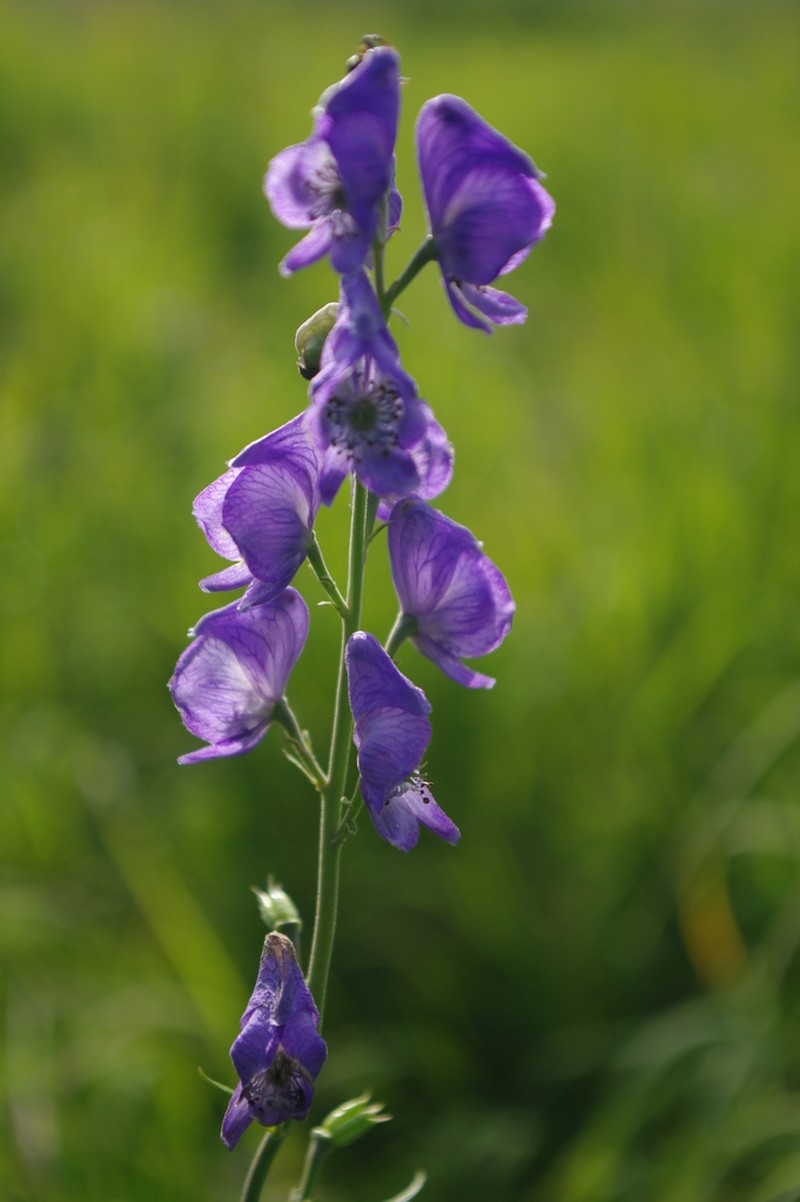 Aconitum macrorhynchum photo 3