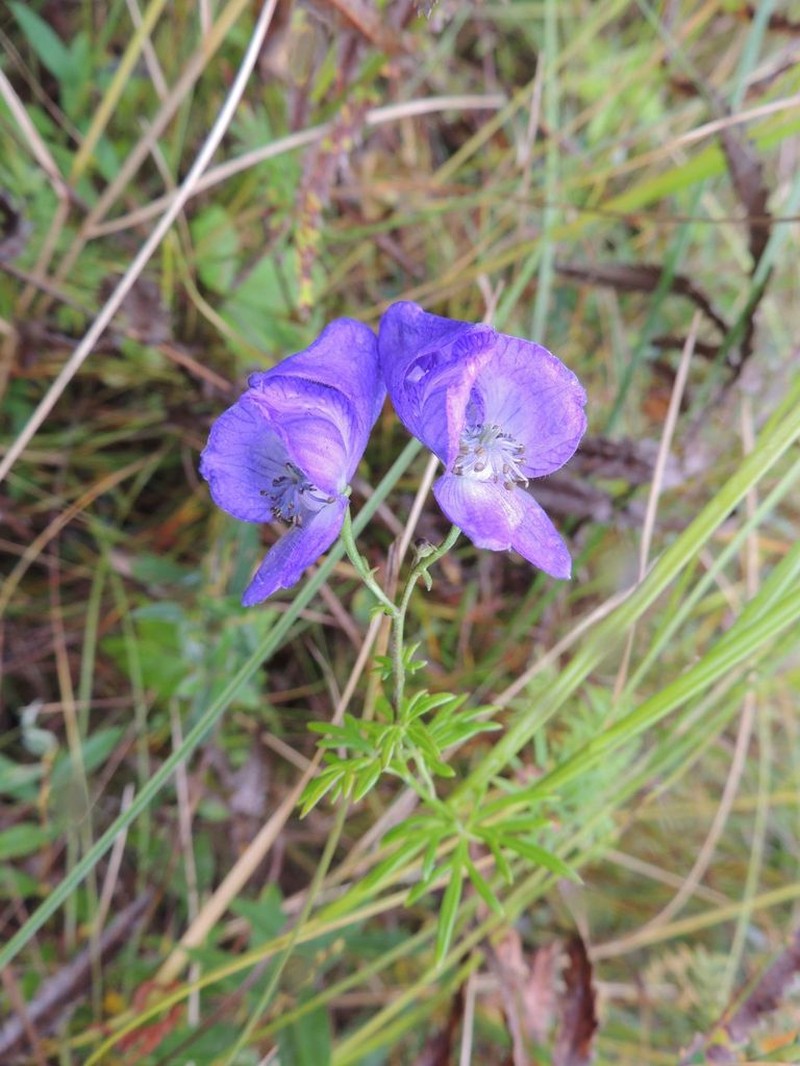 Aconitum macrorhynchum photo 4