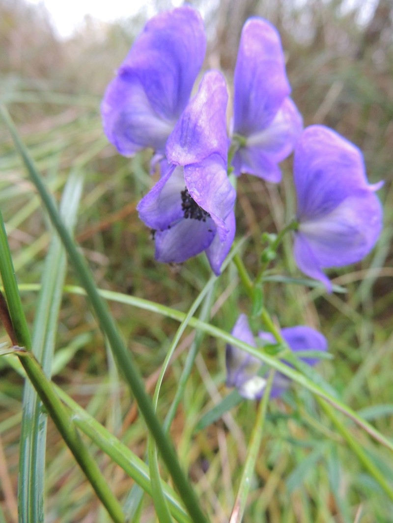 Aconitum macrorhynchum photo 5