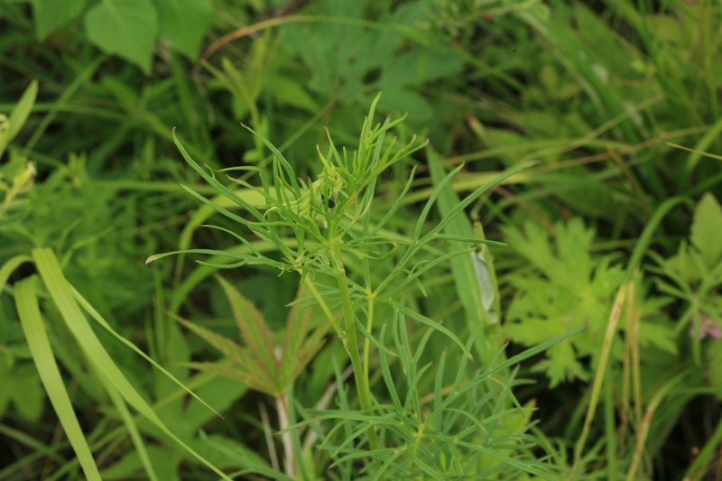 Aconitum macrorhynchum photo 7
