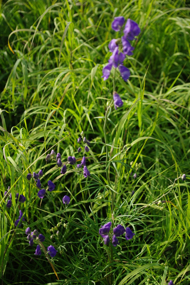 Aconitum macrorhynchum photo 8
