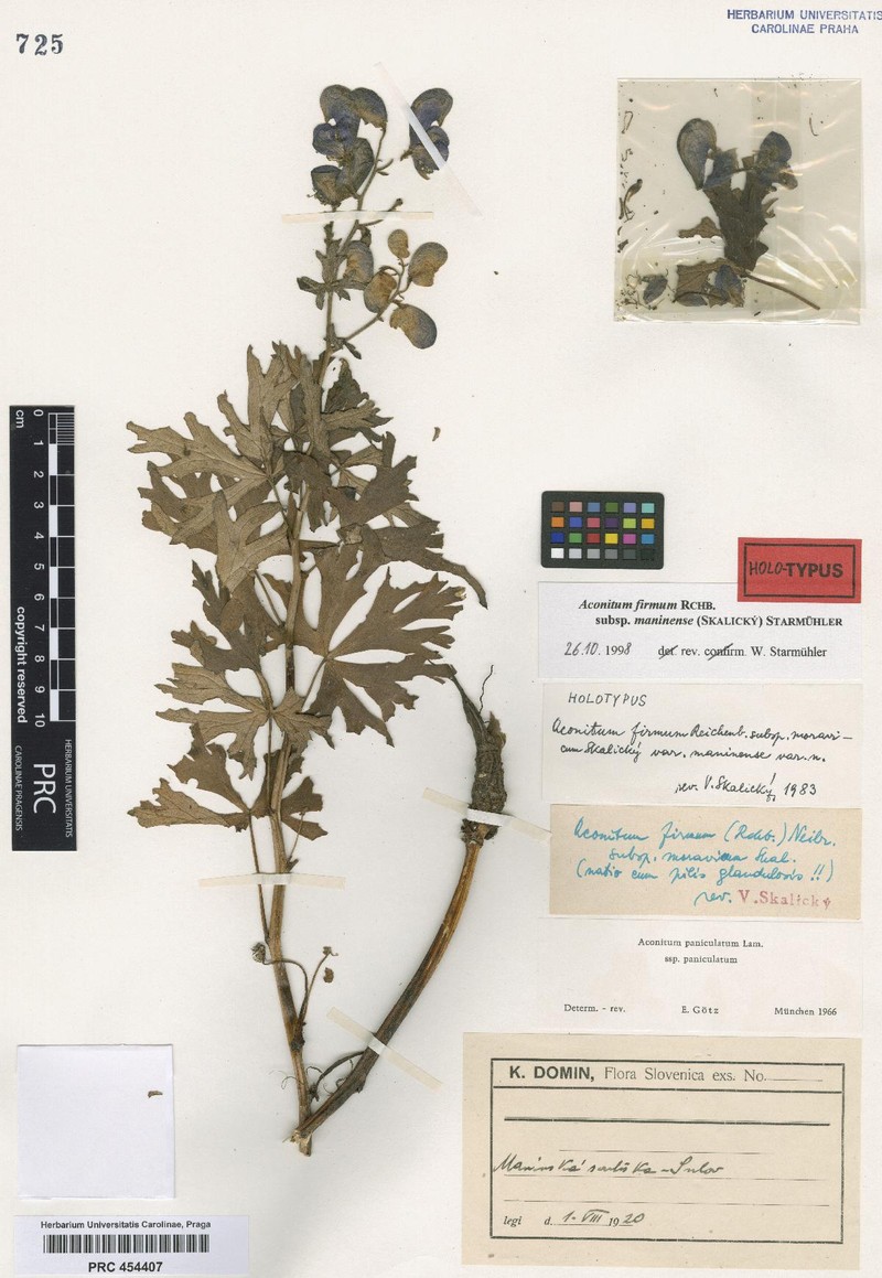 Aconitum maninense