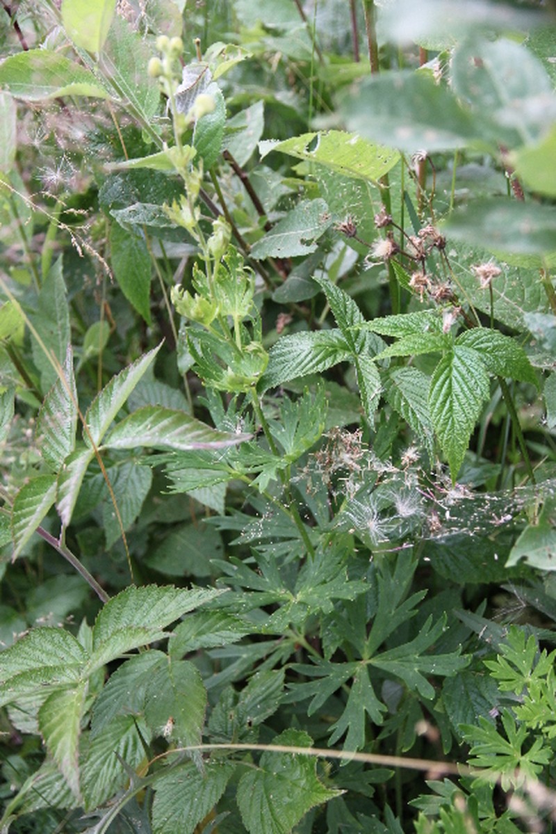 Aconitum maninense