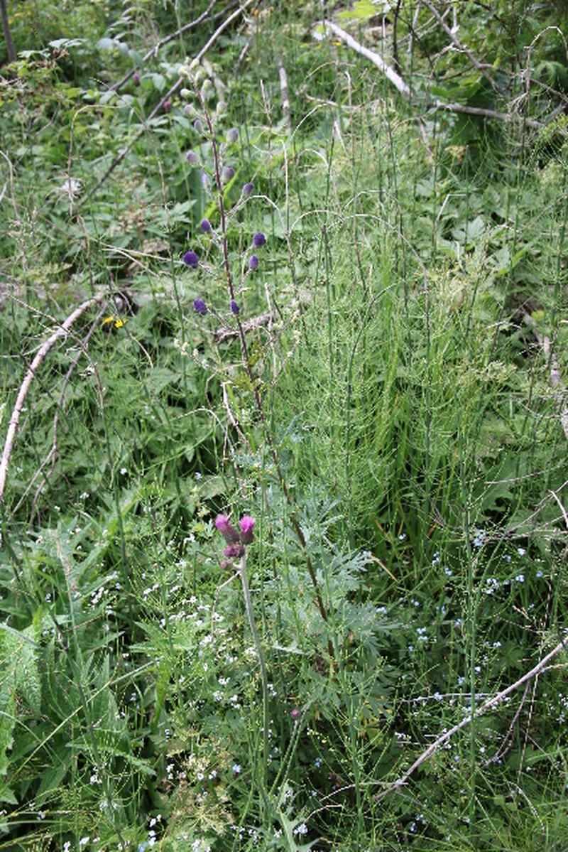 Aconitum maninense photo 3