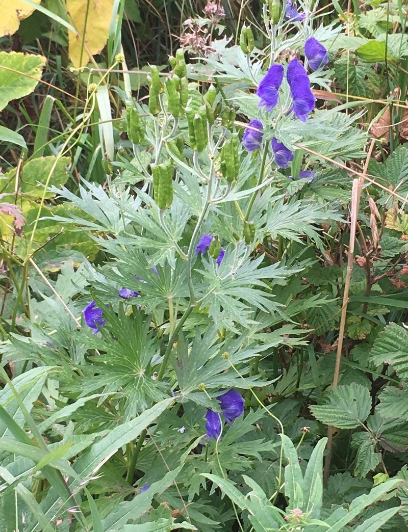 Kamchatka Aconite