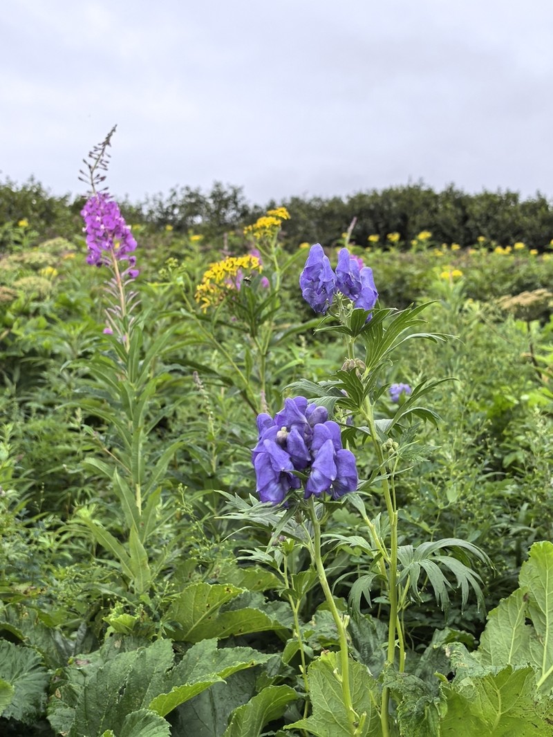Kamchatka Aconite