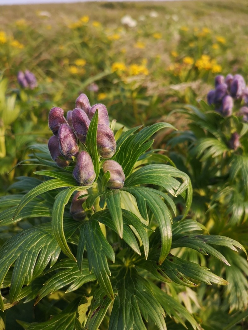 Kamchatka Aconite photo 2