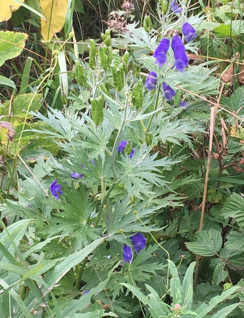 Kamchatka Aconite photo 3