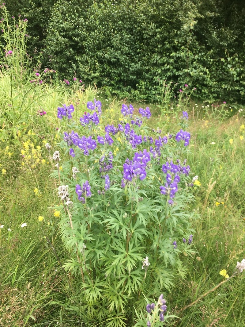 Kamchatka Aconite photo 4