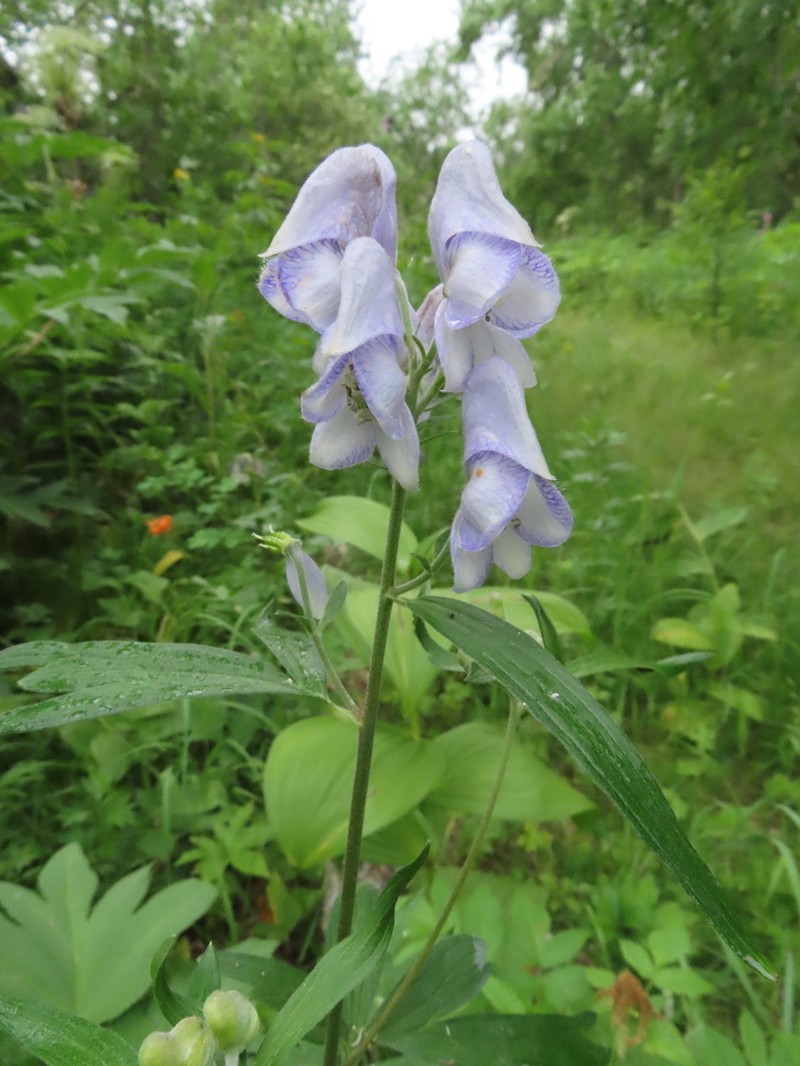 Kamchatka Aconite photo 5