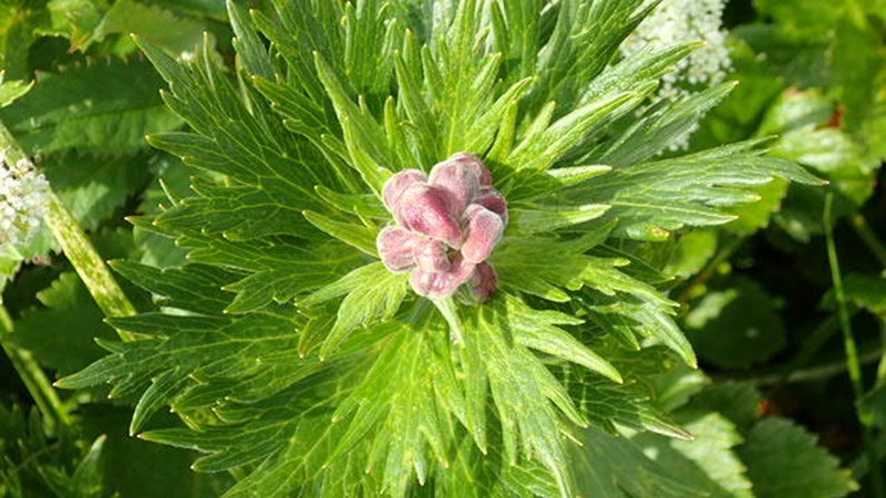 Kamchatka Aconite photo 6