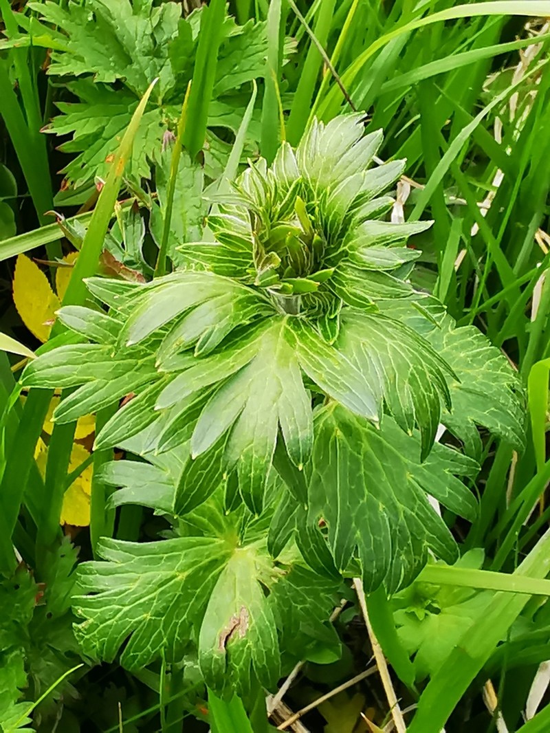 Kamchatka Aconite photo 7