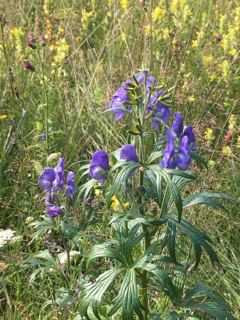 Kamchatka Aconite photo 8