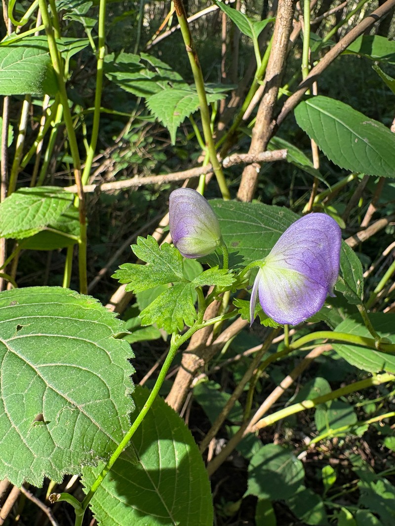Aconitum metajaponicum photo 2