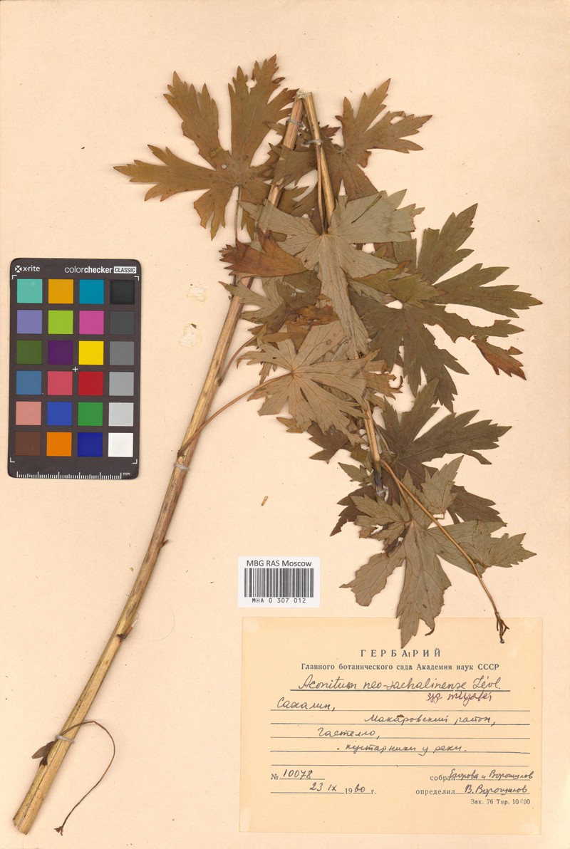 Aconitum miyabei