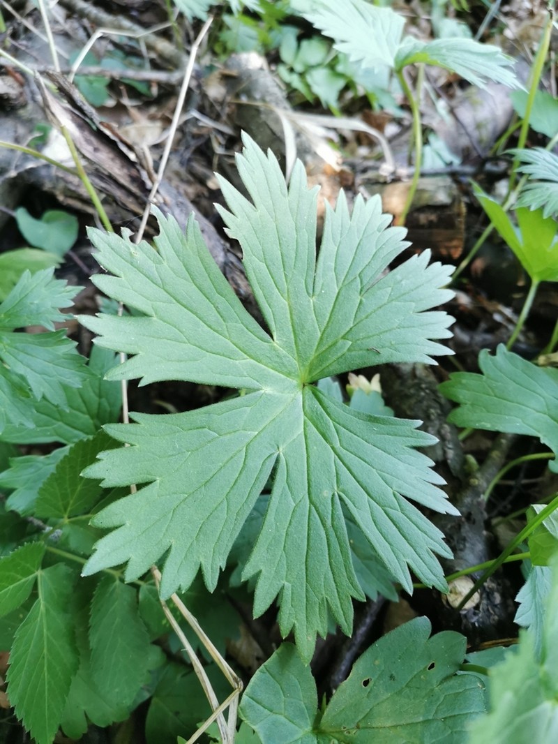 Aconitum moldavicum photo 2
