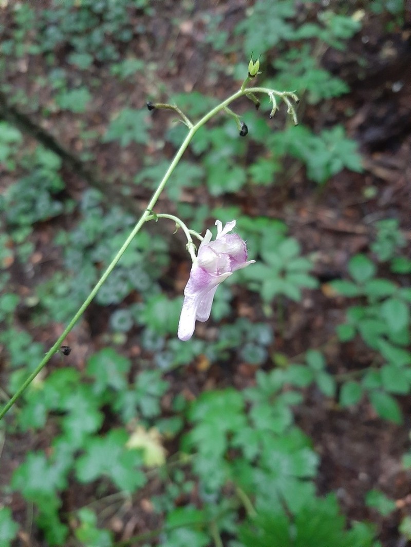 Aconitum moldavicum photo 3