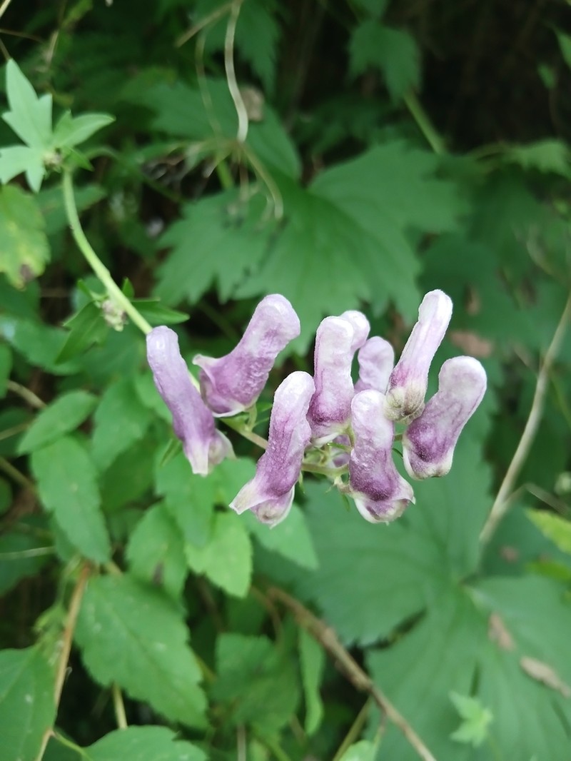 Aconitum moldavicum photo 4