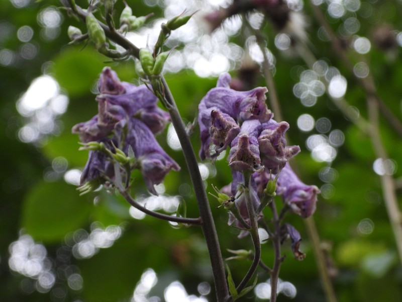 Aconitum moldavicum photo 5