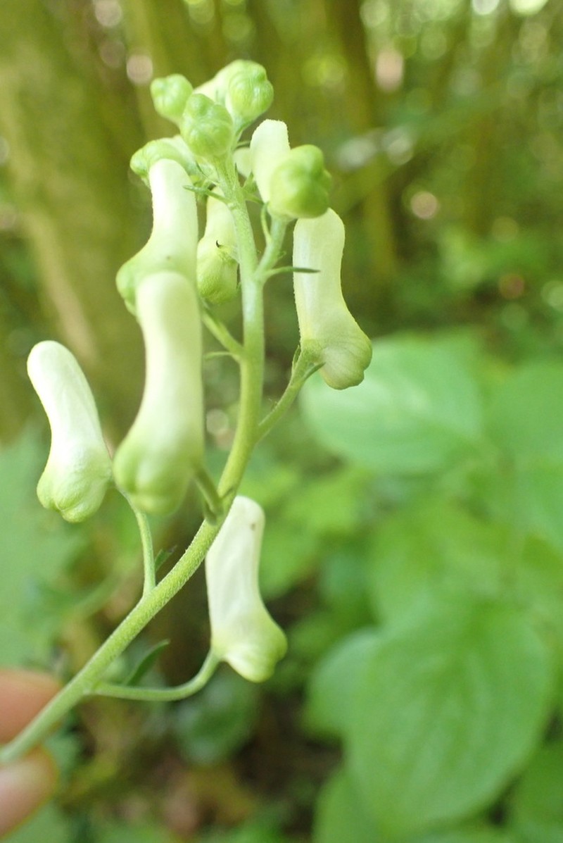 Aconitum moldavicum photo 6