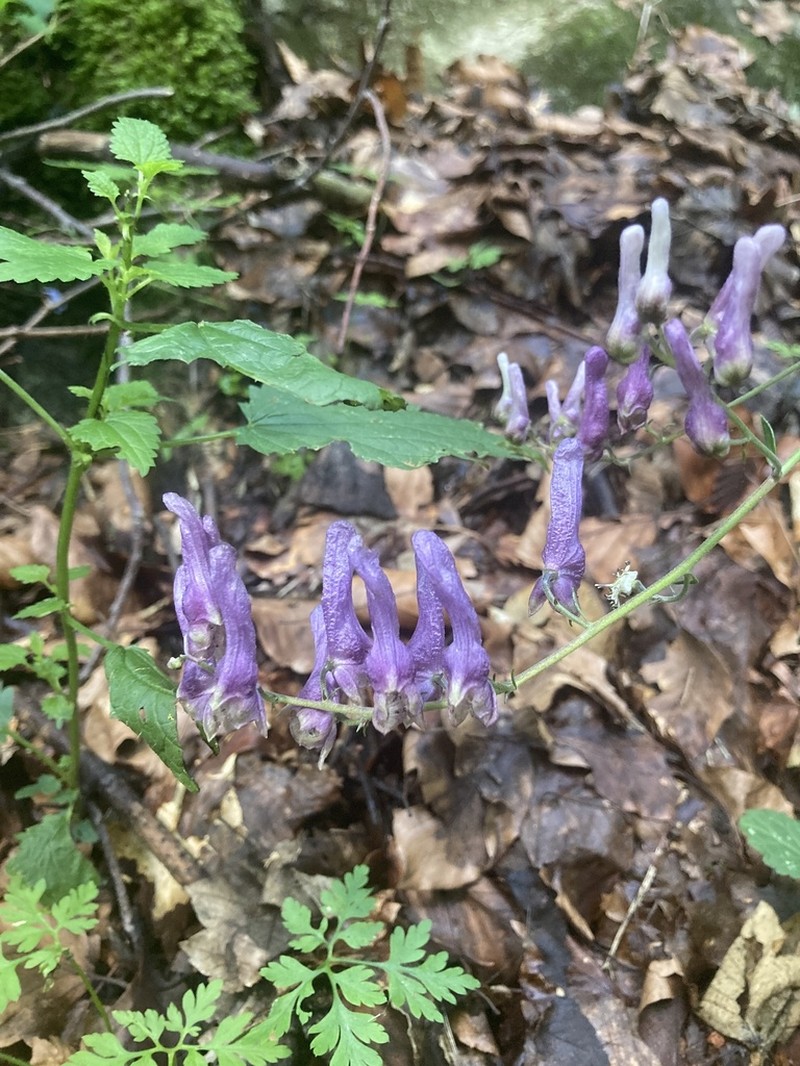 Aconitum moldavicum photo 7