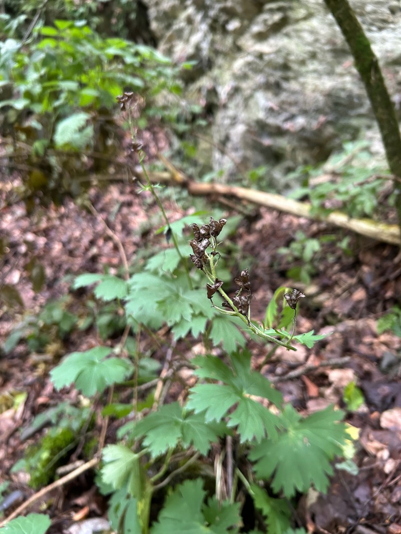 Aconitum moldavicum photo 8