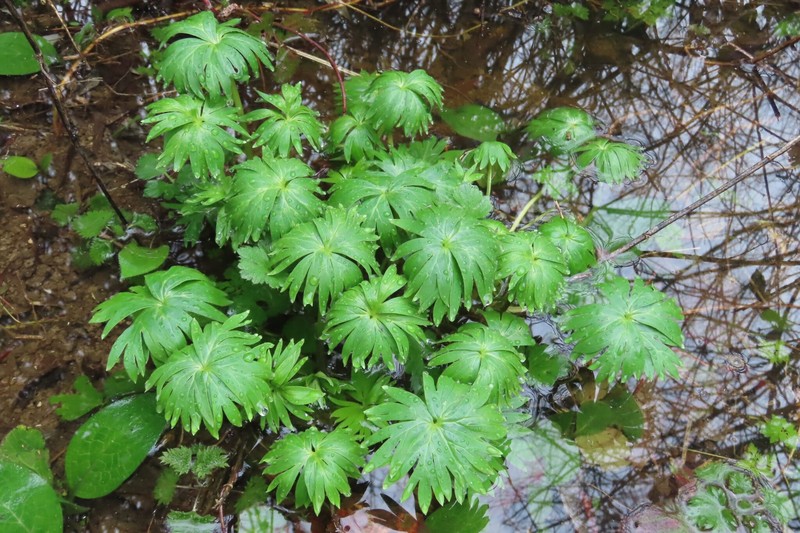 Aconitum moldavicum nothosubsp. confusum