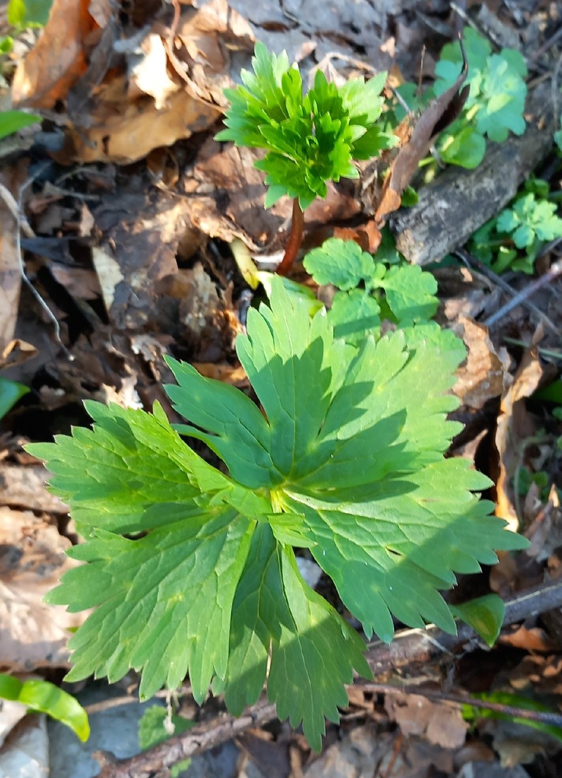 Aconitum moldavicum nothosubsp. confusum photo 2