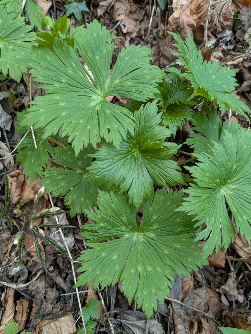 Aconitum moldavicum nothosubsp. confusum photo 3