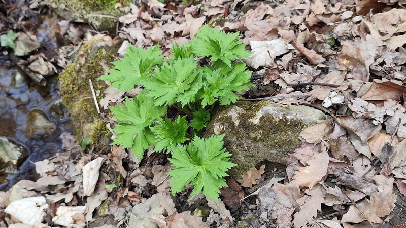 Aconitum moldavicum nothosubsp. confusum photo 4